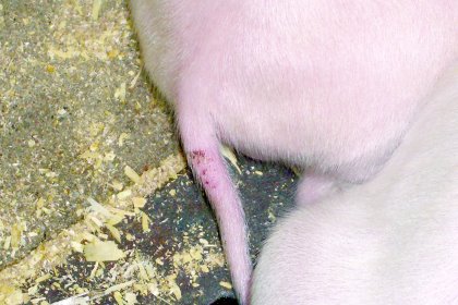 Tail necrosis due to mycotoxins. - Photo: Biomin Tail necrosis due to mycotoxins. - Photo: Biomin