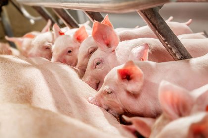 Healthy piglets drinking from a sow. - Photo: Cargill Healthy piglets drinking from a sow. - Photo: Cargill