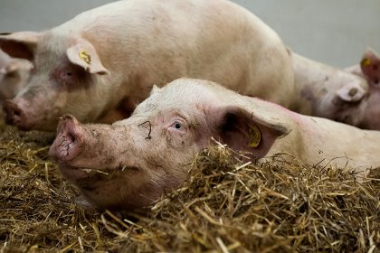 Good example of a high-welfare farm: Gestating sows in a straw-bedded environment. Photo: Ronald Hissink Good example of a high-welfare farm: Gestating sows in a straw-bedded environment. Photo: Ronald Hissink