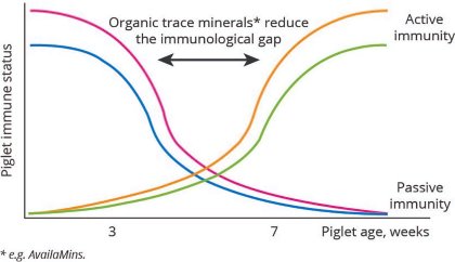 Piglets need better immune competence Piglets need better immune competence