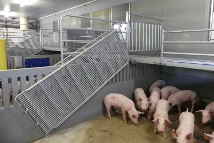 In this particular example, the pen has foldable stairs. This eases cleaning. Photo: WUR In this particular example, the pen has foldable stairs. This eases cleaning. Photo: WUR