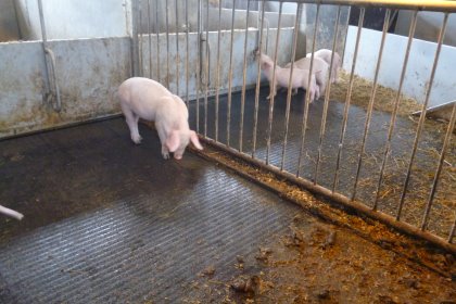 A young pig on the pig toilet. Photo: Big Dutchman A young pig on the pig toilet. Photo: Big Dutchman