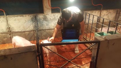The study was being carried out at UNESP in Jaboticabal, SP state. - Photo: UNESP The study was being carried out at UNESP in Jaboticabal, SP state. - Photo: UNESP