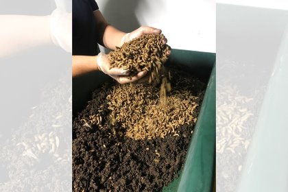 Because BSF larvae can potentially be fed food waste that could contain meal or meal products, extra precautions must be in place before it can enter the pig feed supply chain. Because BSF larvae can potentially be fed food waste that could contain meal or meal products, extra precautions must be in place before it can enter the pig feed supply chain.