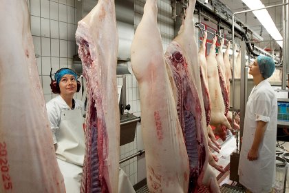 Carcass inspection in full swing at a German slaughterhouse. This picture was not taken in the context of the research described in the article. Photo: Ronald Hissink Carcass inspection in full swing at a German slaughterhouse. This picture was not taken in the context of the research described in the article. Photo: Ronald Hissink