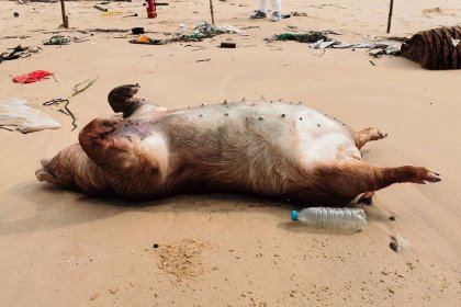 The pig that washed ashore at the Kinmen Island archipelago on May 21. Photo: Taiwan Central Emergency Operation Center The pig that washed ashore at the Kinmen Island archipelago on May 21. Photo: Taiwan Central Emergency Operation Center