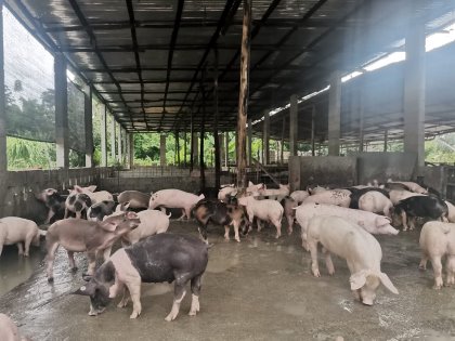Snapshot of the farm of Rafael Fontanillas, in San Cristobal province. His pigs are healthy. - Photo: Rafael Fontanillas Snapshot of the farm of Rafael Fontanillas, in San Cristobal province. His pigs are healthy. - Photo: Rafael Fontanillas