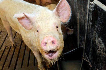 Pigs raised without antibiotics are a different concept as meat without antibiotics. Photo: Henk Riswick. Pigs raised without antibiotics are a different concept as meat without antibiotics. Photo: Henk Riswick.