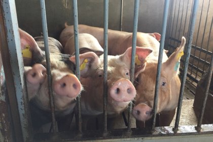 New issue: Pig Progress focuses on biosecurity and genetics New issue: Pig Progress focuses on biosecurity and genetics