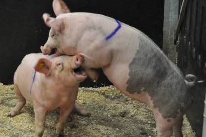 Aggression by two pigs as photographed during the trials. Photo: Marianne Farish Aggression by two pigs as photographed during the trials. Photo: Marianne Farish
