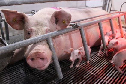 Having sows with robust and uniform litters, that is important for Cherkizovo. Hence the company chose Topigs Norsvin genetic material. Vincent ter Beek Having sows with robust and uniform litters, that is important for Cherkizovo. Hence the company chose Topigs Norsvin genetic material. Vincent ter Beek