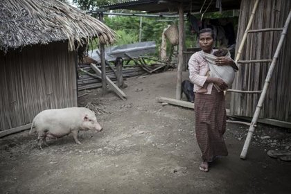 Understanding the impacts of ASF will help to target investments to address the disease in East Timor, where pigs are an important cultural and economic asset for many smallholder farmers. - Photo: ACIAR Understanding the impacts of ASF will help to target investments to address the disease in East Timor, where pigs are an important cultural and economic asset for many smallholder farmers. - Photo: ACIAR