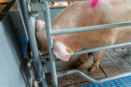 Sows receiving ferment in their diets have been performing better and use up to 90 kg of feed less per year. Photo: Bert Jansen Sows receiving ferment in their diets have been performing better and use up to 90 kg of feed less per year. Photo: Bert Jansen