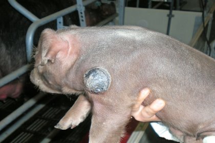 Pig Progress 5: Focus on genetics and biosecurity Pig Progress 5: Focus on genetics and biosecurity