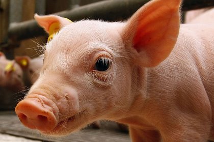 Pig Progress 5: Focus on genetics and biosecurity Pig Progress 5: Focus on genetics and biosecurity