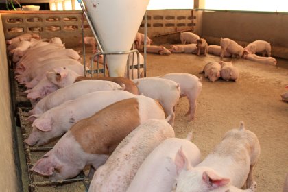 Pig Progress 5: Focus on genetics and biosecurity Pig Progress 5: Focus on genetics and biosecurity