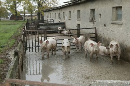 Pig Progress 5: Focus on genetics and biosecurity Pig Progress 5: Focus on genetics and biosecurity