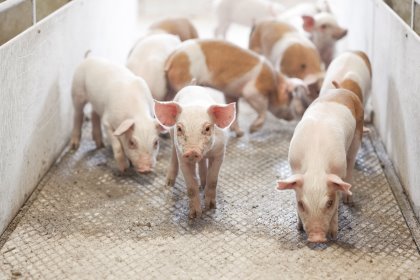 Wrapping up July: What’s new in the world of pigs? Wrapping up July: What’s new in the world of pigs?