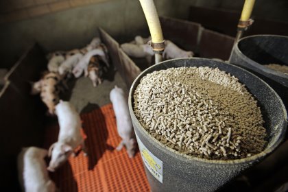 Phytate is prevalent in many of the feedstuffs used to produce pig diets. Phytate is prevalent in many of the feedstuffs used to produce pig diets.