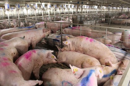 First-parity sows are kept in groups after weaning. They receive ad lib feed to recover quicker. Photo: Vincent ter Beek First-parity sows are kept in groups after weaning. They receive ad lib feed to recover quicker. Photo: Vincent ter Beek