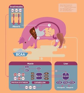 BCAA requirements in lactating sows – Focusing valine BCAA requirements in lactating sows – Focusing valine