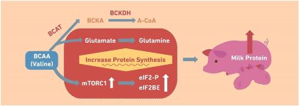 BCAA requirements in lactating sows – Focusing valine BCAA requirements in lactating sows – Focusing valine