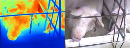 Thermographic image vs real image. - Photo: Prof Rony Antonio Ferreira Thermographic image vs real image. - Photo: Prof Rony Antonio Ferreira