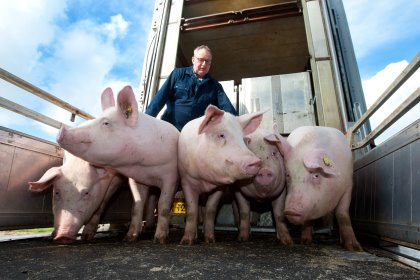 Never forget M. hyo when introducing gilts. Photo: Ronald Hissink Never forget M. hyo when introducing gilts. Photo: Ronald Hissink