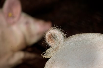 A non-docked curly pig tail. Tail biting is likely to be related to health conditions. Photo: Hans Prinsen A non-docked curly pig tail. Tail biting is likely to be related to health conditions. Photo: Hans Prinsen