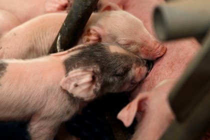 Newborn piglets need to ingest colostrum for their survival. Photo: Hans Prinsen Newborn piglets need to ingest colostrum for their survival. Photo: Hans Prinsen