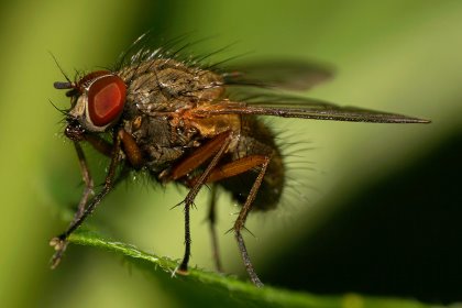 A close up of the stable fly Stomoxys calcitrans, the type of fly that was used in the research. Photo: Shutterstock A close up of the stable fly Stomoxys calcitrans, the type of fly that was used in the research. Photo: Shutterstock