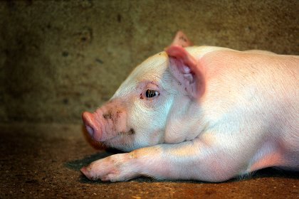 Amongst others, the amino acid methionine is important for pigs to achieve an optimum growth performance. Photo: Henk Riswick Amongst others, the amino acid methionine is important for pigs to achieve an optimum growth performance. Photo: Henk Riswick