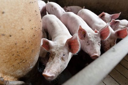There is a decrease in the sale of veterinary antimicrobial agents in the Netherlands. At this finishing farm, pigs are being raised without antibiotics. - Photo: Herbert Wiggerman There is a decrease in the sale of veterinary antimicrobial agents in the Netherlands. At this finishing farm, pigs are being raised without antibiotics. - Photo: Herbert Wiggerman