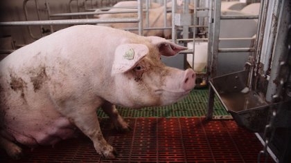 By offering feed in small portions (100 g per feeding), it remains fresh and tasty, and the sow is less satiated, stimulating total feed intake. - Photo: Nedap By offering feed in small portions (100 g per feeding), it remains fresh and tasty, and the sow is less satiated, stimulating total feed intake. - Photo: Nedap