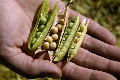 There are few disadvantages for various types of pulses, and portions of crops unsuitable for human consumption have been investigated for over 2 decades as a feed component. - Photo: Hans Prinsen There are few disadvantages for various types of pulses, and portions of crops unsuitable for human consumption have been investigated for over 2 decades as a feed component. - Photo: Hans Prinsen