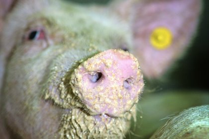 More pigs on fermented feed. Photo: Henk Riswick More pigs on fermented feed. Photo: Henk Riswick