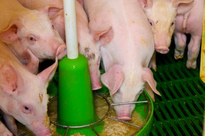 Benefits of yeast derived proteins: Supplementation of yeast-derived protein sources in feed offers many advantages to young piglets. Photo: Alltech Benefits of yeast derived proteins: Supplementation of yeast-derived protein sources in feed offers many advantages to young piglets. Photo: Alltech
