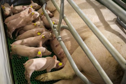 Weight at weaning in piglets born to sows treated with oral meloxicam was observed to be 418 g higher than in the control group. Photo: Peter Roek Weight at weaning in piglets born to sows treated with oral meloxicam was observed to be 418 g higher than in the control group. Photo: Peter Roek