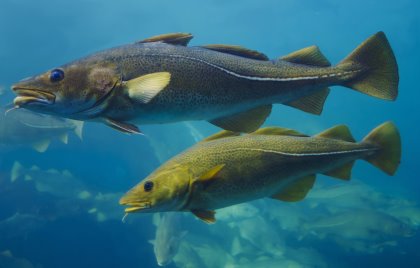 Cod coould be on the sources of fish silage for use in pigs. Photo: Dreamstime Cod coould be on the sources of fish silage for use in pigs. Photo: Dreamstime