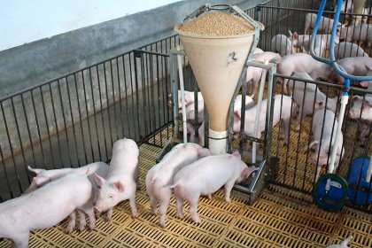 Promoting the implementation of sanitary and biosecurity management helps to control infections. - Photo: Vincent ter Beek Promoting the implementation of sanitary and biosecurity management helps to control infections. - Photo: Vincent ter Beek