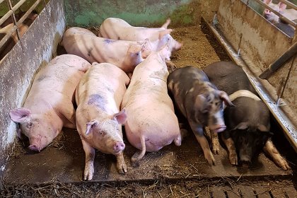 In the study, the pigs were observed lying increasingly in the area with increased air velocity and less on the slatted floors. Pen fouling was significantly reduced. - Photo: Knut-Håkan Jeppsson In the study, the pigs were observed lying increasingly in the area with increased air velocity and less on the slatted floors. Pen fouling was significantly reduced. - Photo: Knut-Håkan Jeppsson