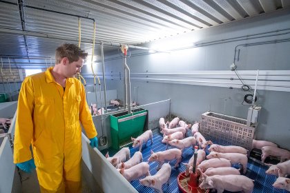 The pig facility on Roy Hannen’s farm in the Netherlands is home to 1,000 sows and has a capacity for 4,000 weaner pigs and 8,000 finisher pigs. - Photo: Bert Jansen The pig facility on Roy Hannen’s farm in the Netherlands is home to 1,000 sows and has a capacity for 4,000 weaner pigs and 8,000 finisher pigs. - Photo: Bert Jansen