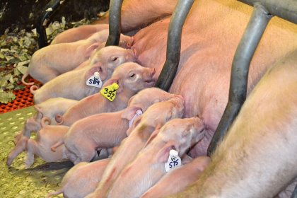 More piglets are being born lighter, highlighting the importance of the care that must be taken to reduce the risk and proportion of pre-weaning mortality. - Photo: Teagasc More piglets are being born lighter, highlighting the importance of the care that must be taken to reduce the risk and proportion of pre-weaning mortality. - Photo: Teagasc
