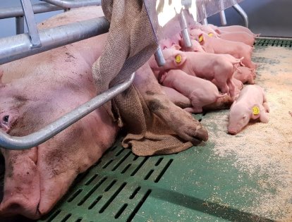 A sow in the transition phase. - Photo: De Heus A sow in the transition phase. - Photo: De Heus