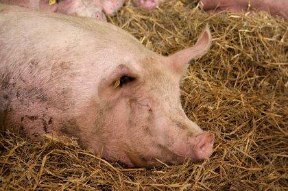 The levels and types of minerals used in sow diets are also important to secure their reproductive performance. Photo: Hans Prinsen The levels and types of minerals used in sow diets are also important to secure their reproductive performance. Photo: Hans Prinsen