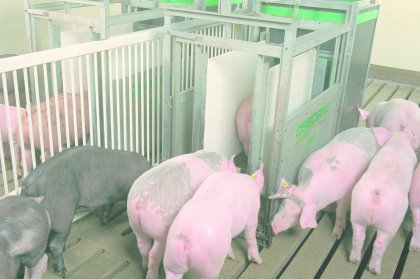 In latest Pig Progress – sunflowers and sow feed In latest Pig Progress – sunflowers and sow feed