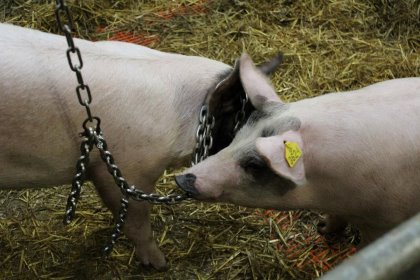 Branched chain worn temporarily as an ‘ear ornament’. Photo: Marc Bracke, WUR Branched chain worn temporarily as an ‘ear ornament’. Photo: Marc Bracke, WUR