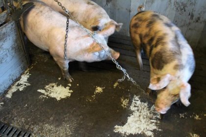 Some occasional pulling going on in the pig house. Photo: Marc Bracke, WUR Some occasional pulling going on in the pig house. Photo: Marc Bracke, WUR