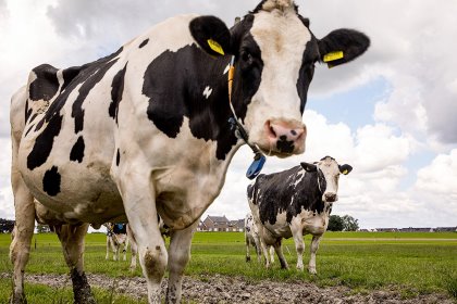 Dairy cows striking a pose at a farm in the Netherlands. - Photo: Herbert Wiggerman Dairy cows striking a pose at a farm in the Netherlands. - Photo: Herbert Wiggerman