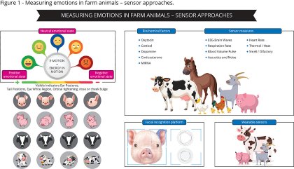 Measuring pig emotions and why it matters Measuring pig emotions and why it matters